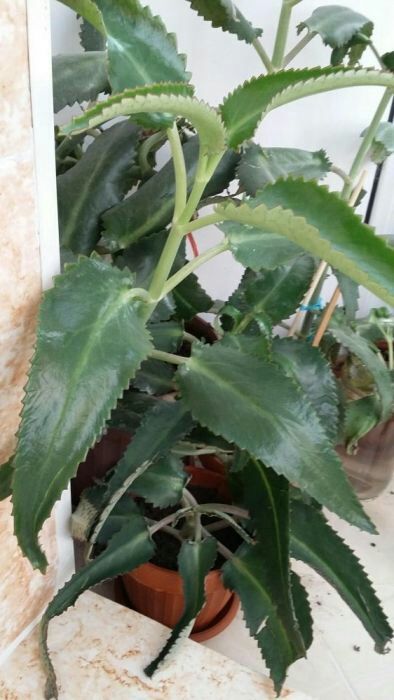 Лечебный каланхоэ.