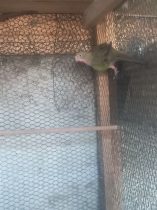 Papagal Prințesă de Wales