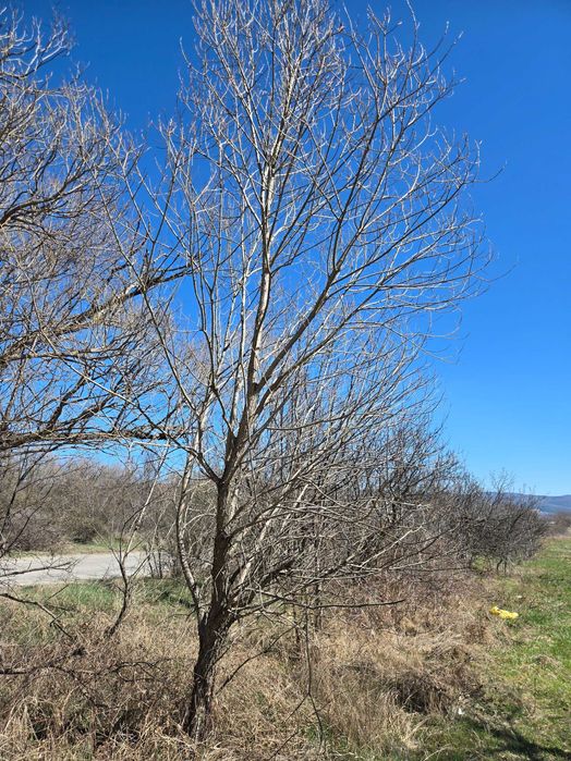 Продава се Земеделски имот в Самоков -  кв.м за 11 €/дка - Снимка #2