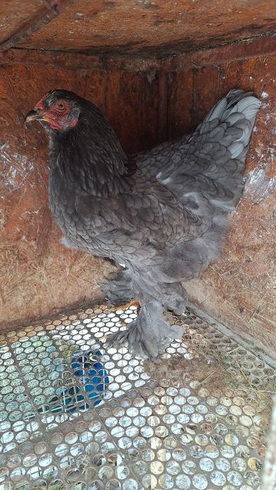 Gaină brahma albastru