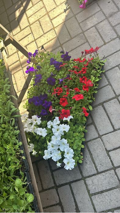 Продаем цветы оптом и в розницу