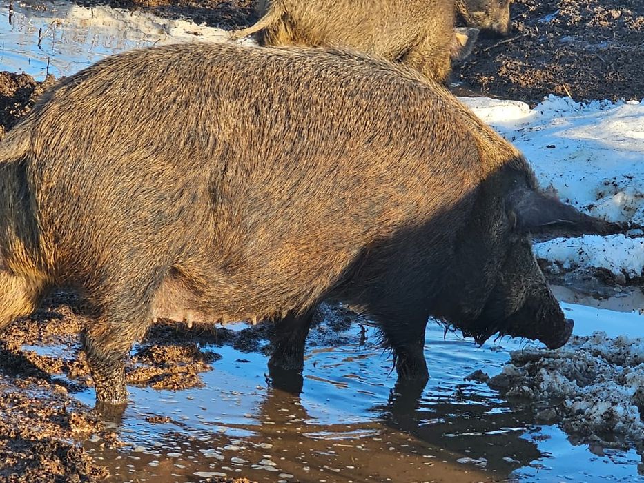 Продаём свинок на развод дюрок+мангал