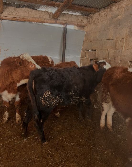 Продам телок телята