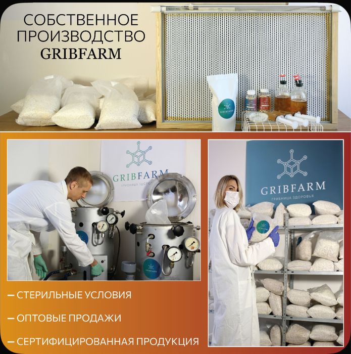 Ежовик гребенчатый и грибы в ассортименте