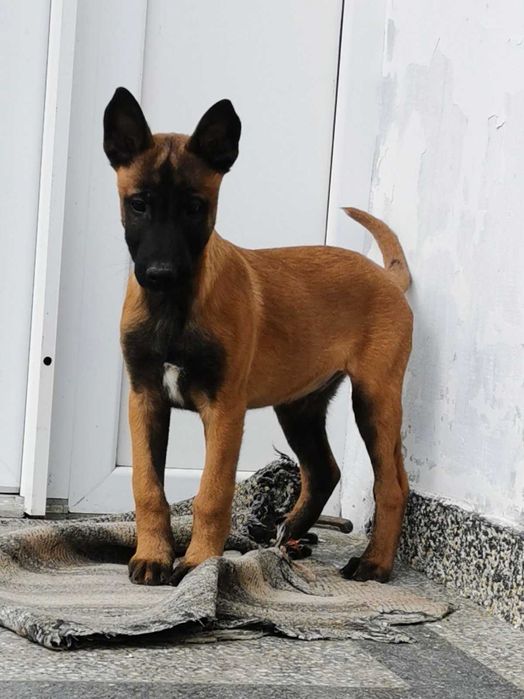 Продавам белгийски овчарки/малиноа