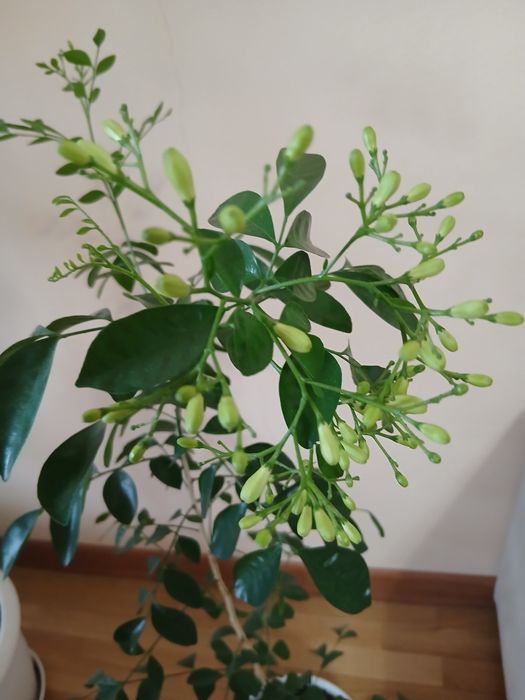 Муррайя метельчатая