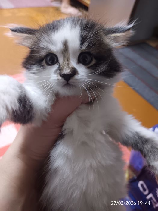 Отдам котят в добрые руки