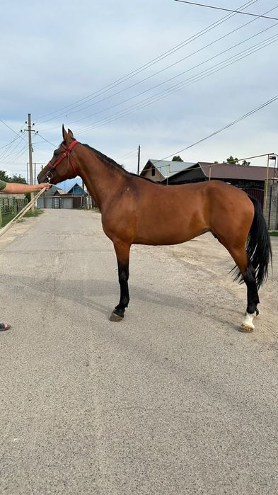 Продам кобылу бие жорга инаходка