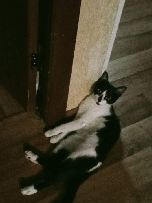 милый кот мальчик