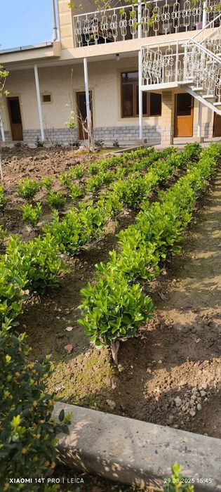 Бересклет, ландшафтный