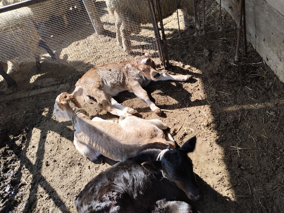 Бызау бар 1 айлық