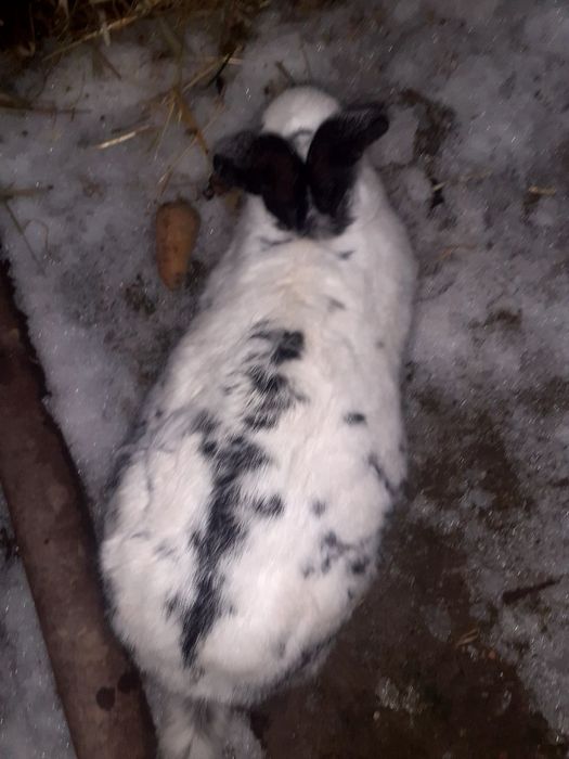 Quyon boğoz 10kun boldi qoshilganiga