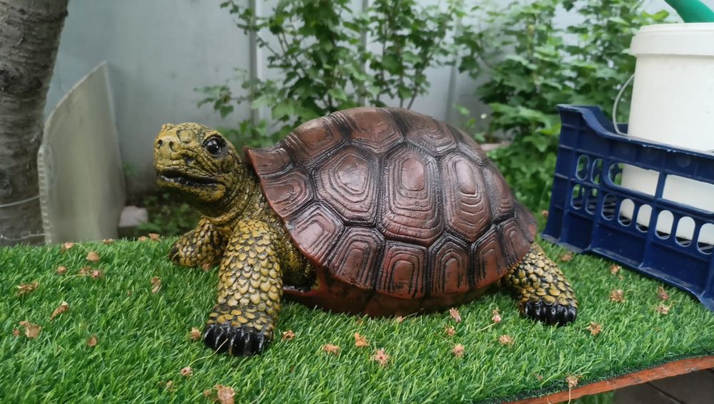 Садовая черепашка