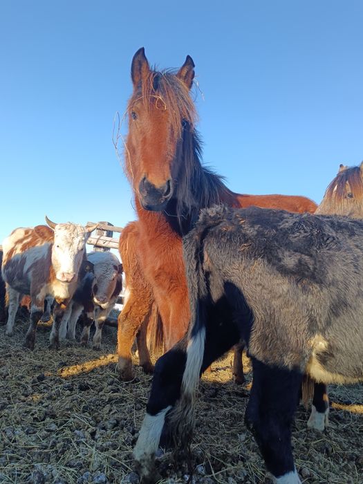 Екі бас байтал сатамын. Жасы 2.6