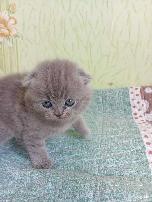 Продам котенка Шотландской Вислоухой