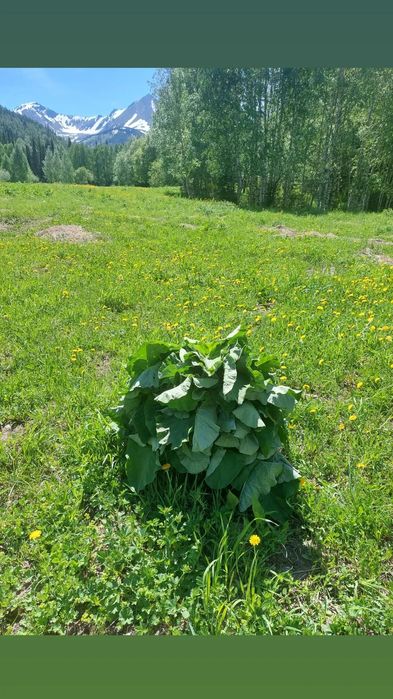Сок лопух+одуванчик +подорожник