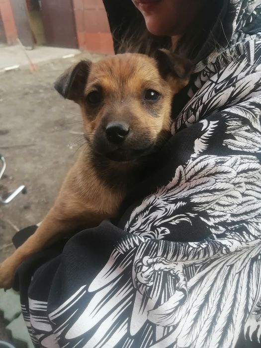 Отдам щенка девочку "звоночка" в добрые руки