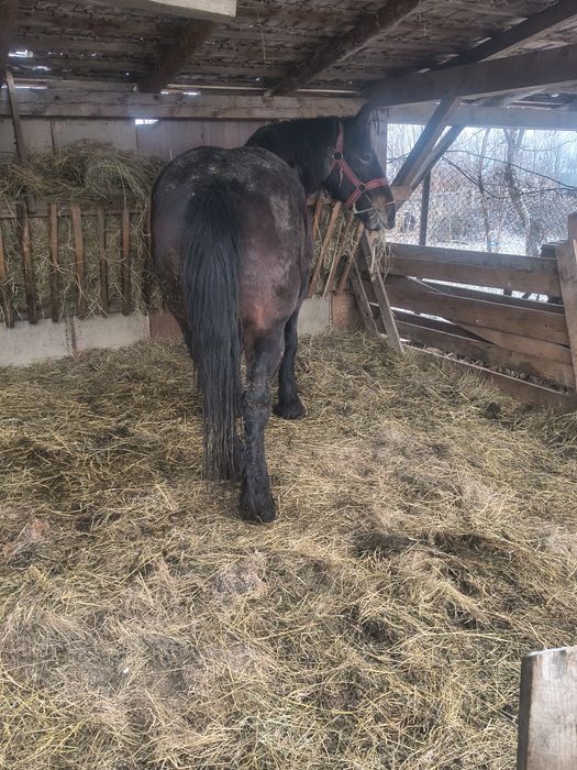 Vând o iapă face trei ani in primavara