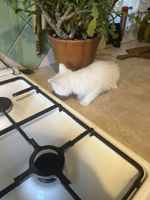 Отдам котенка очень активного