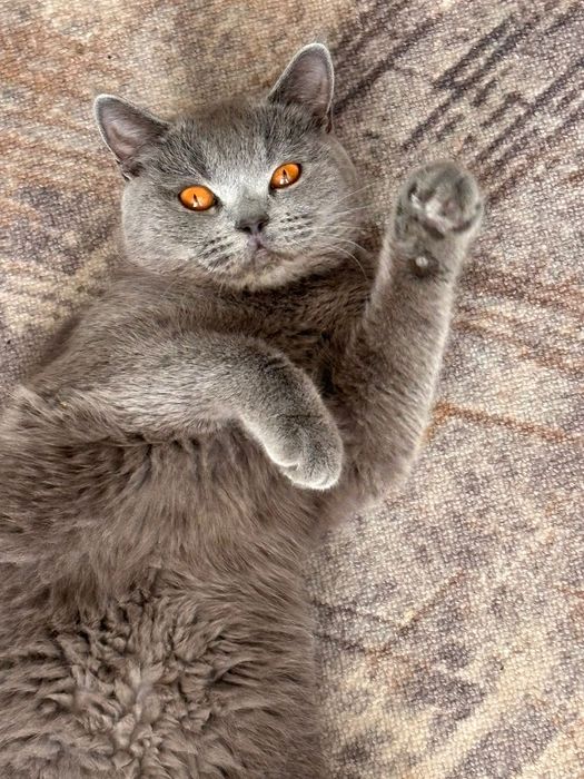 породистая кошка Британский скоттиш