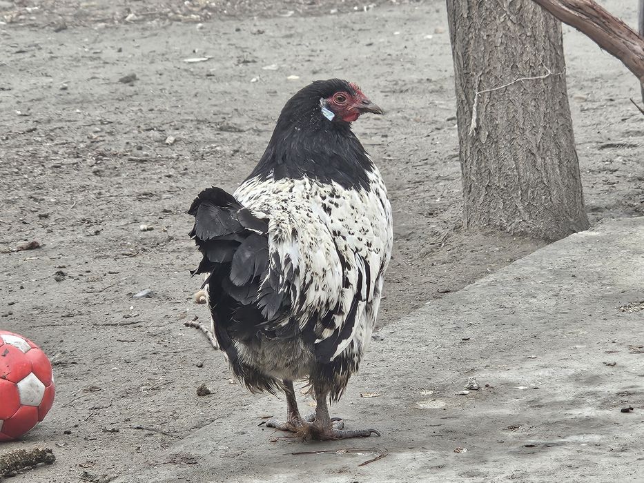 Lakenfelder makyon tozza