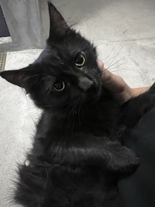 Отдаем в добрые руки 6 месячных котят