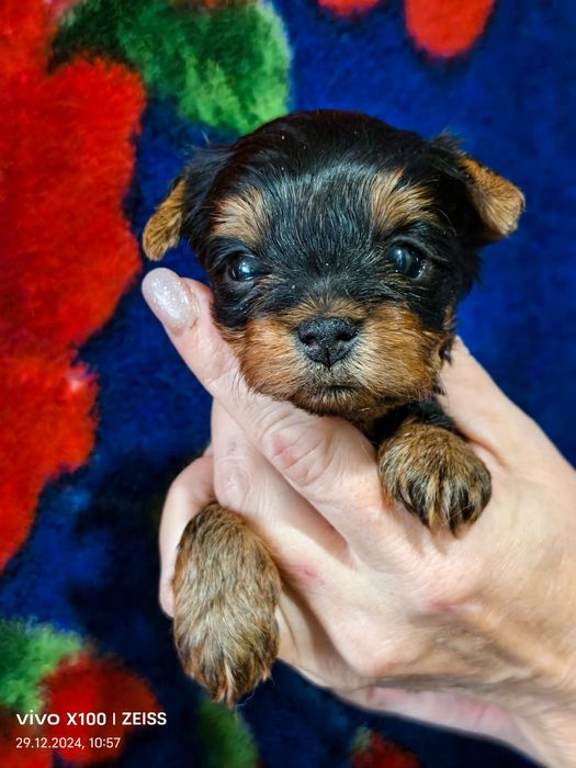 Продам щенков породы йоркширский терьер