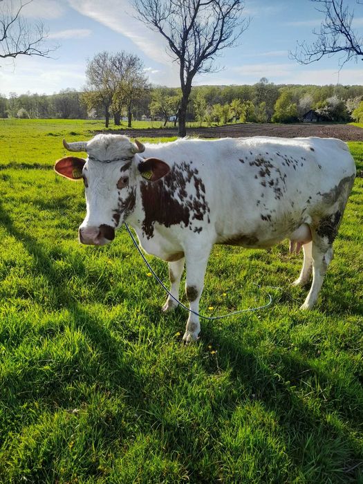 Vaca baltata romaneasca