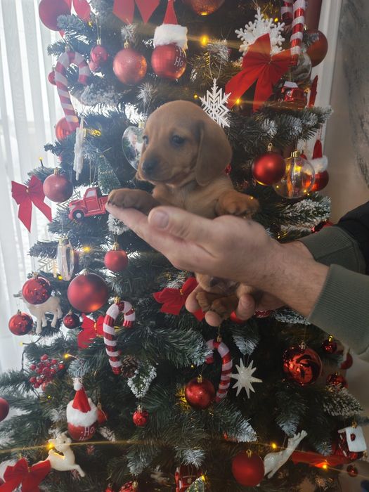 Fetita roșie teckel mini