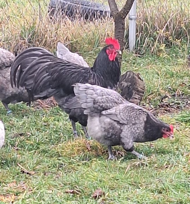 Vând oua pentru incubat