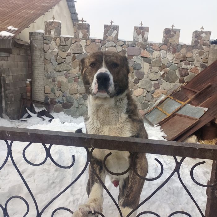 Продается Алабай в хорошие руки