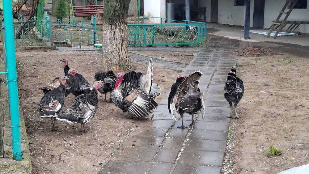 Индюки продаю домашние