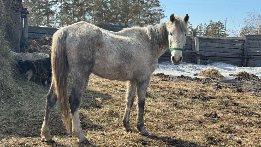 Продам жеребую кобылу, 7 лет.