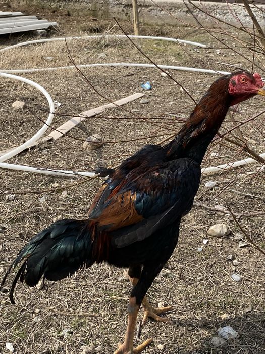 Бойцовый тауықтар дакан қораз