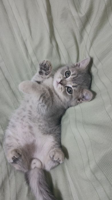 Продаётся котёнок! Шотландская