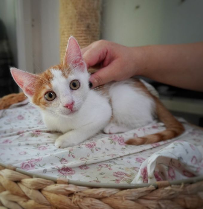 Pisicul Brain o să-ți însenineze viața dacă îl adopți
