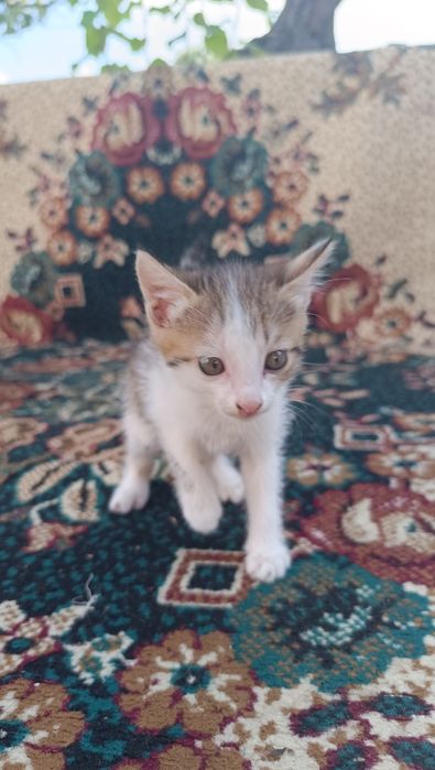 Отдам котята в хорошие руки