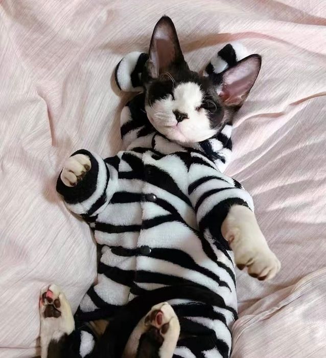 Одежда для кошек и собак