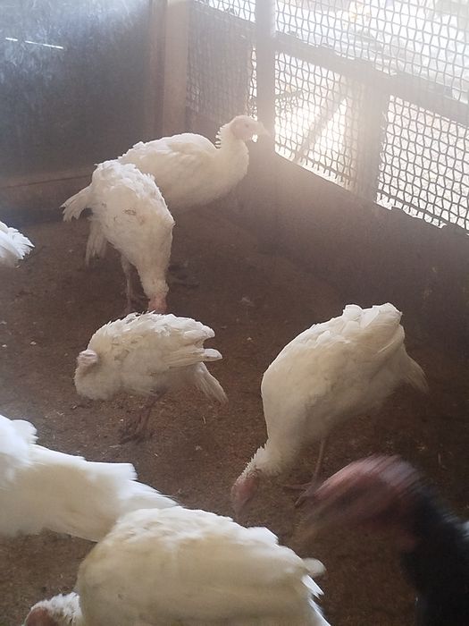 Продам молодняк индюки