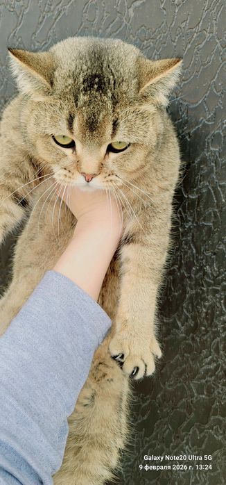 Britianskiy shinshilla