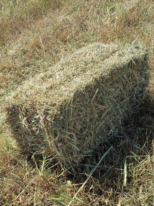 Майда құрақ пішен аралас шөп