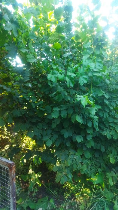 Продам саженцы фундука