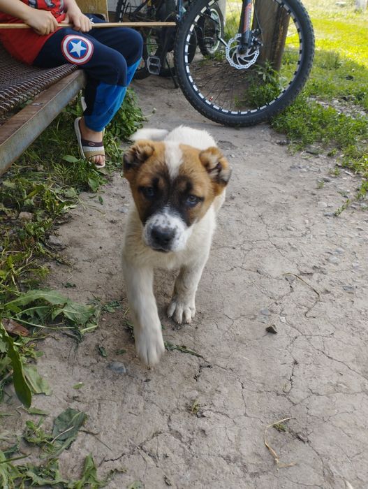 Собаки алабай сучка