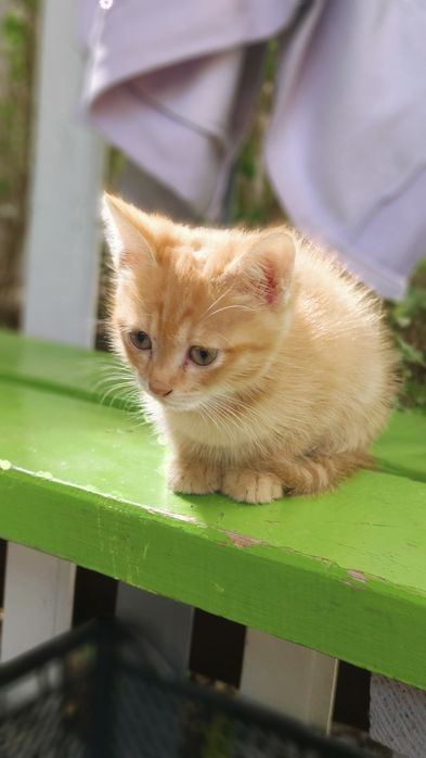 Отдам здоровых котяток