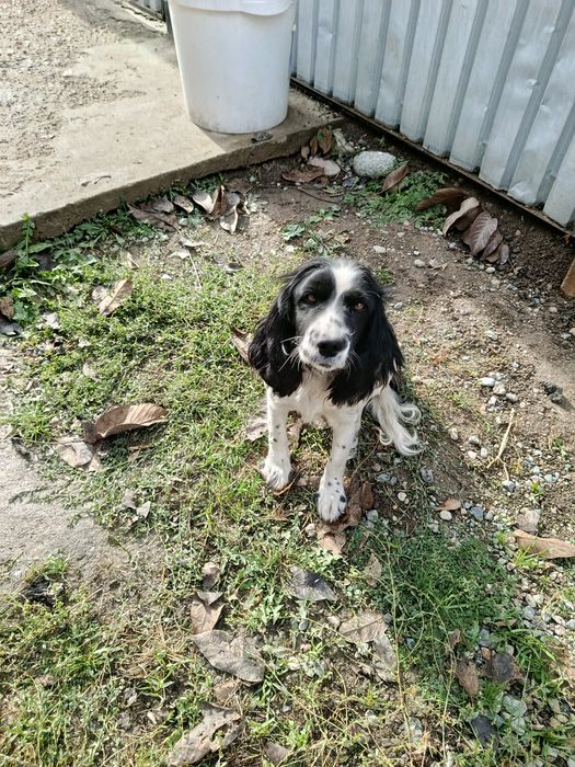 Отдам в хорошие руки все девочки!