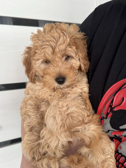 Търсим любящ дом за  момченце,много енергичен ,игрив и палав.