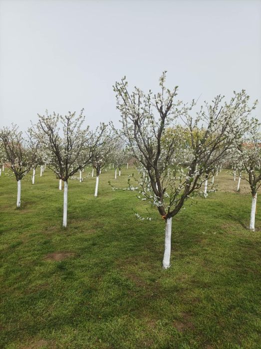 Продава се Къща в с. Асеновци, Област Плевен - 60 кв.м за 192 €/кв.м - Снимка #15