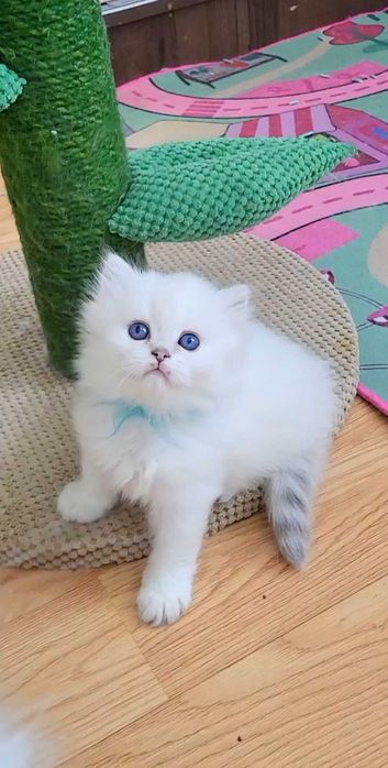 Baiat british longhair alb cu ochi albastri - pedigree