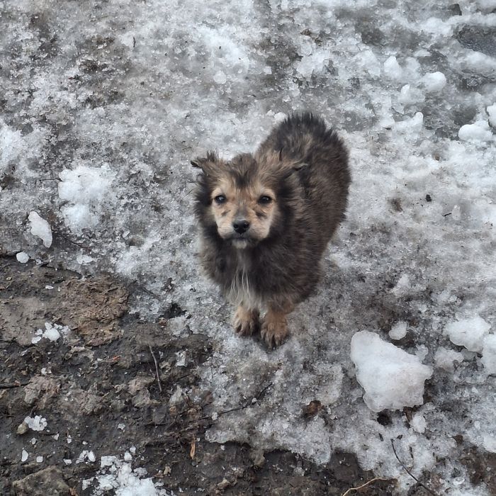 Отдам  щенят в добрые  руки