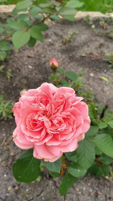 Дача Звездочка 131 км